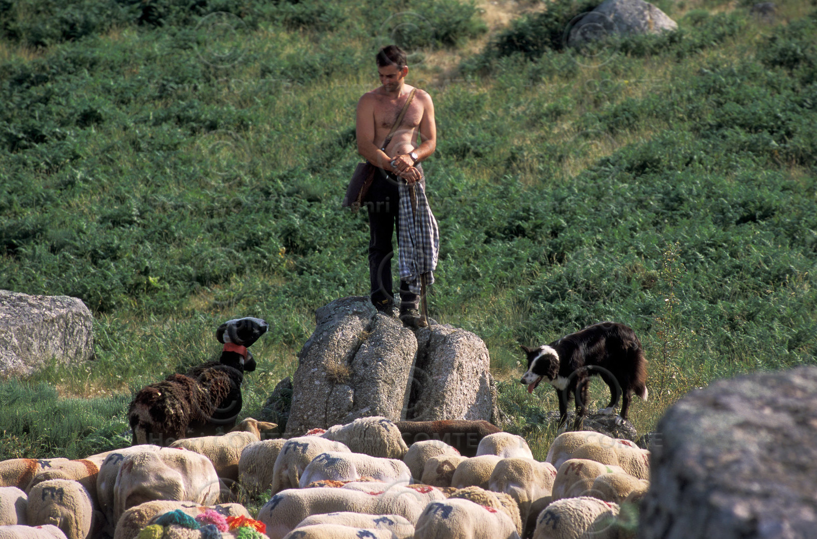 Transhumance en Cévennes