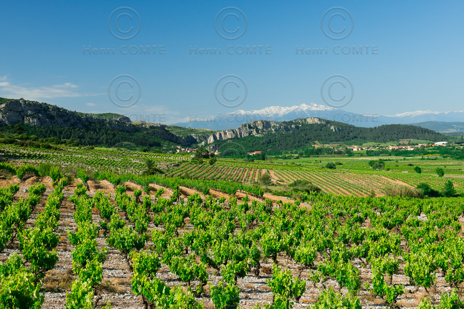 Vignoble du Roussillon