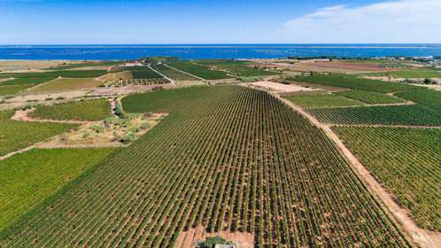 Vignes Pays de Thau
