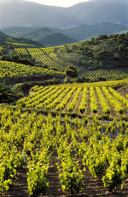 Vignoble Saint Chinian