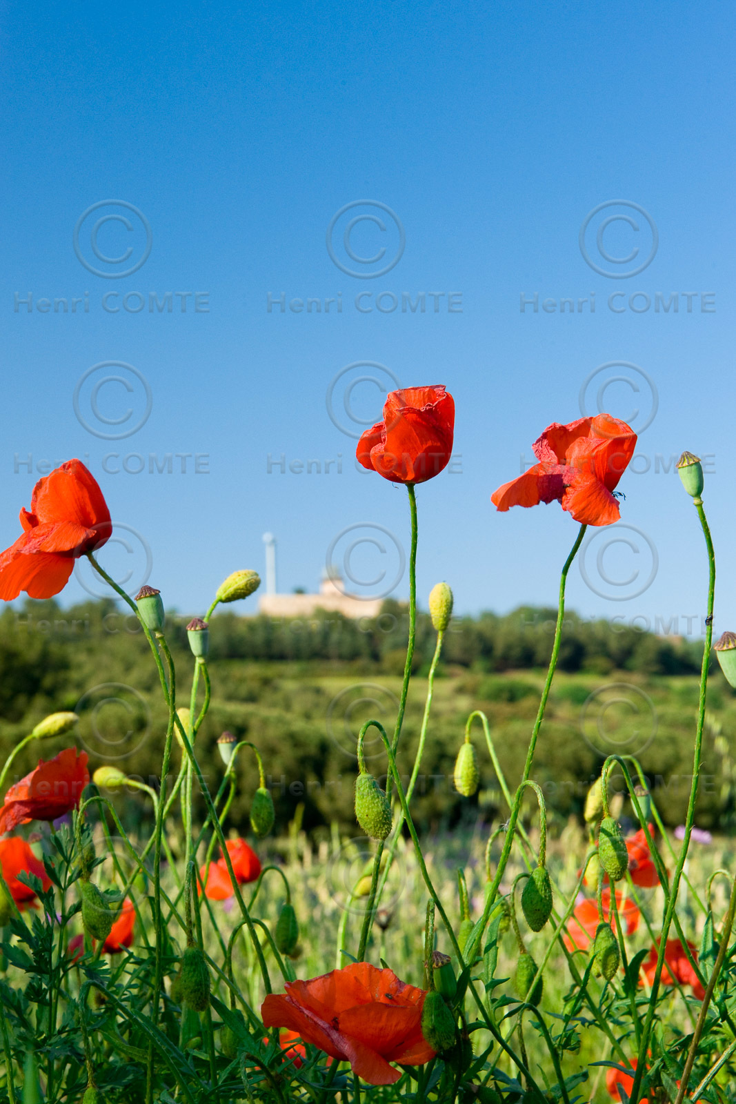 Coquelicots