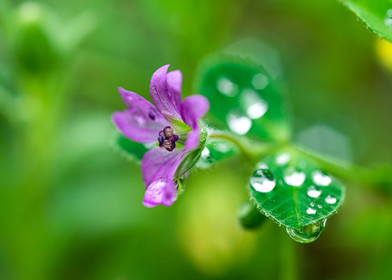 Fleur sauvage