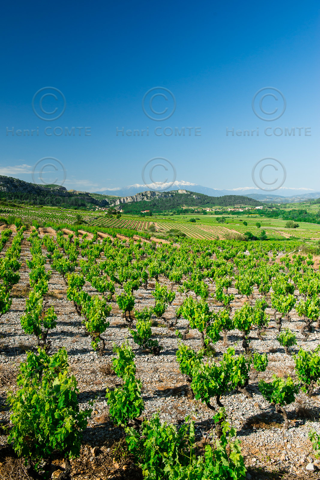 Vignoble du Roussillon