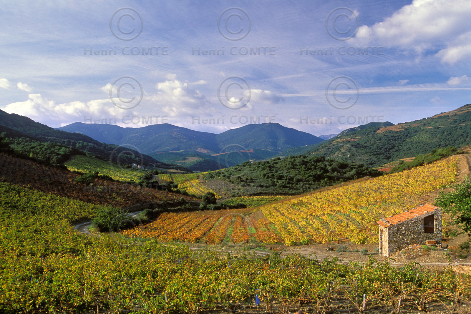 Vignoble Saint Chinian