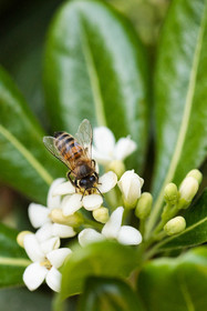 Abeille noire