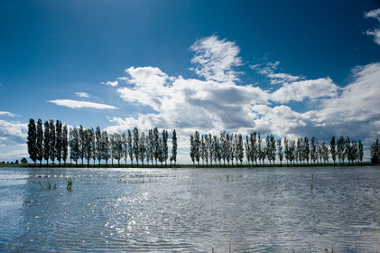 Camargue