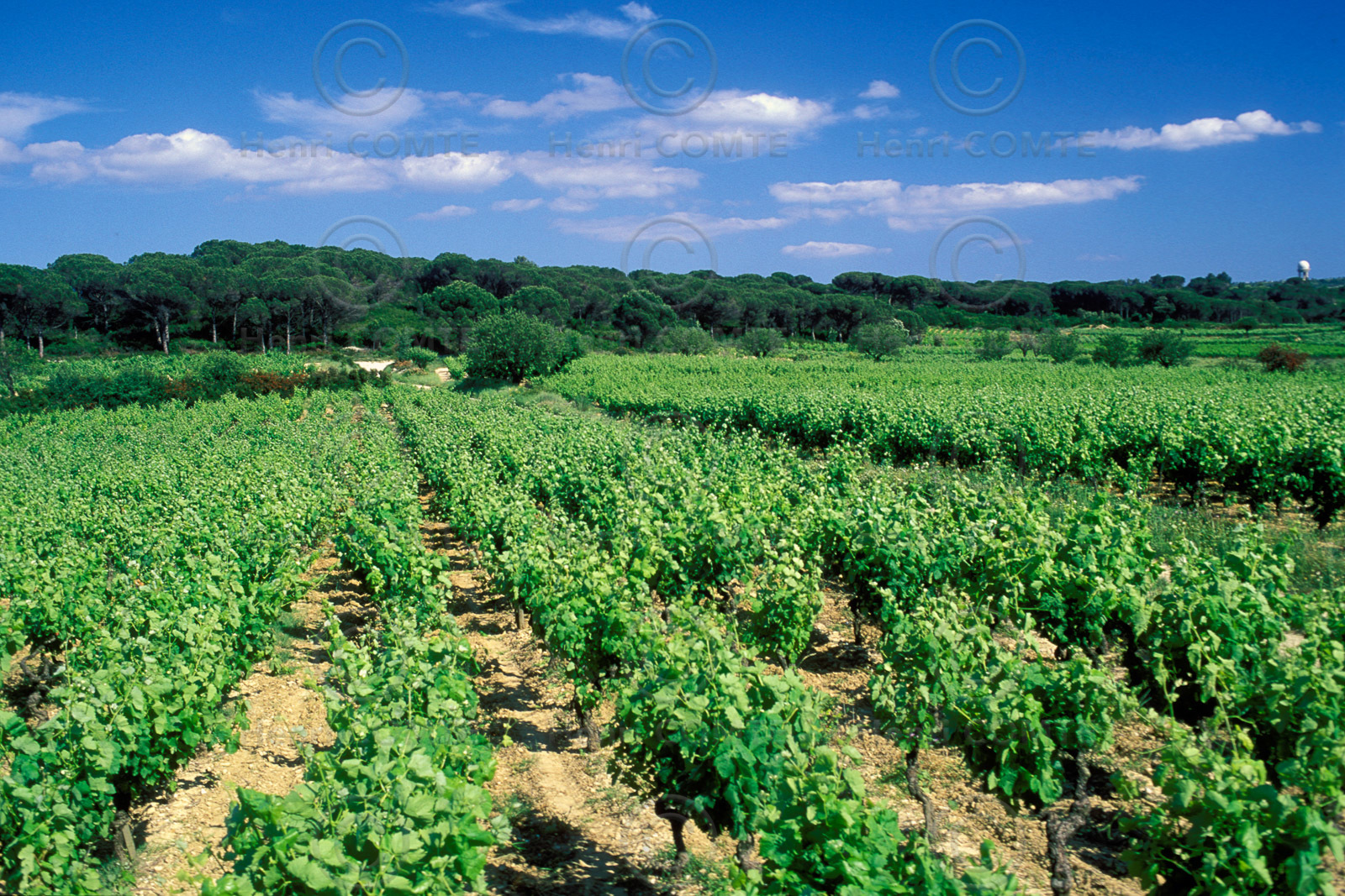 Vignoble des Corbieres