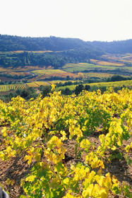 Vignoble Saint Chinian