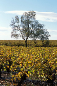 Vignoble de Frontignan