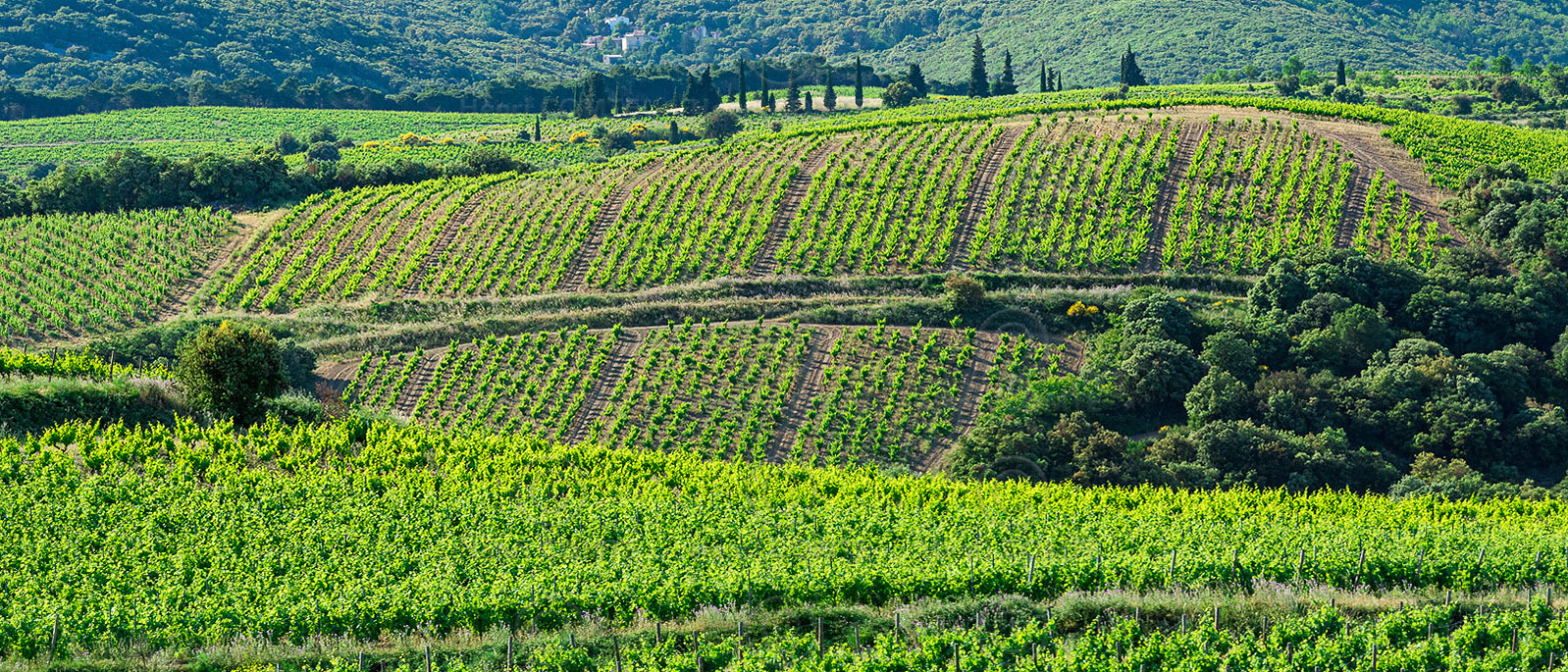 Vignoble de Faugères