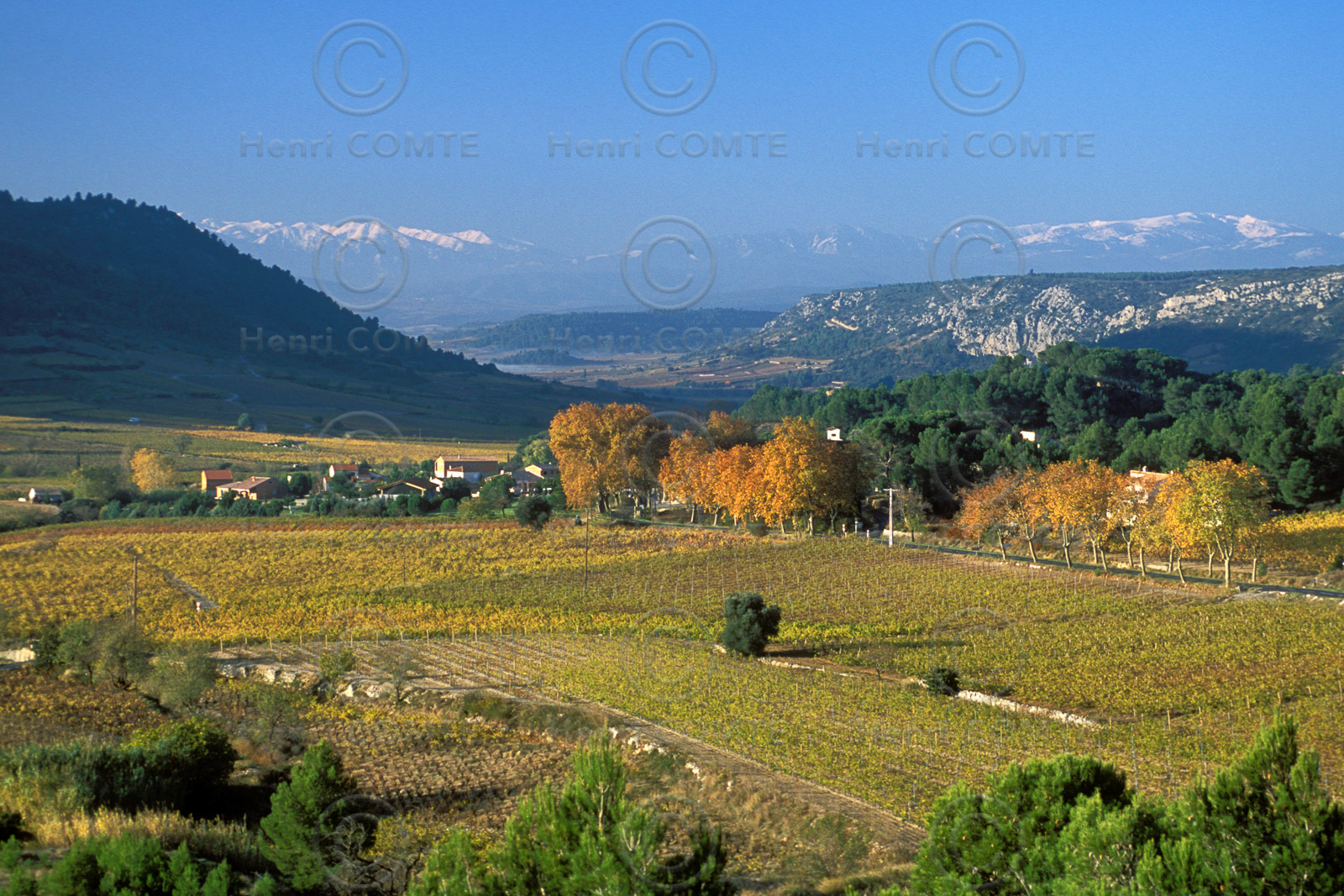 Vignoble du Roussillon