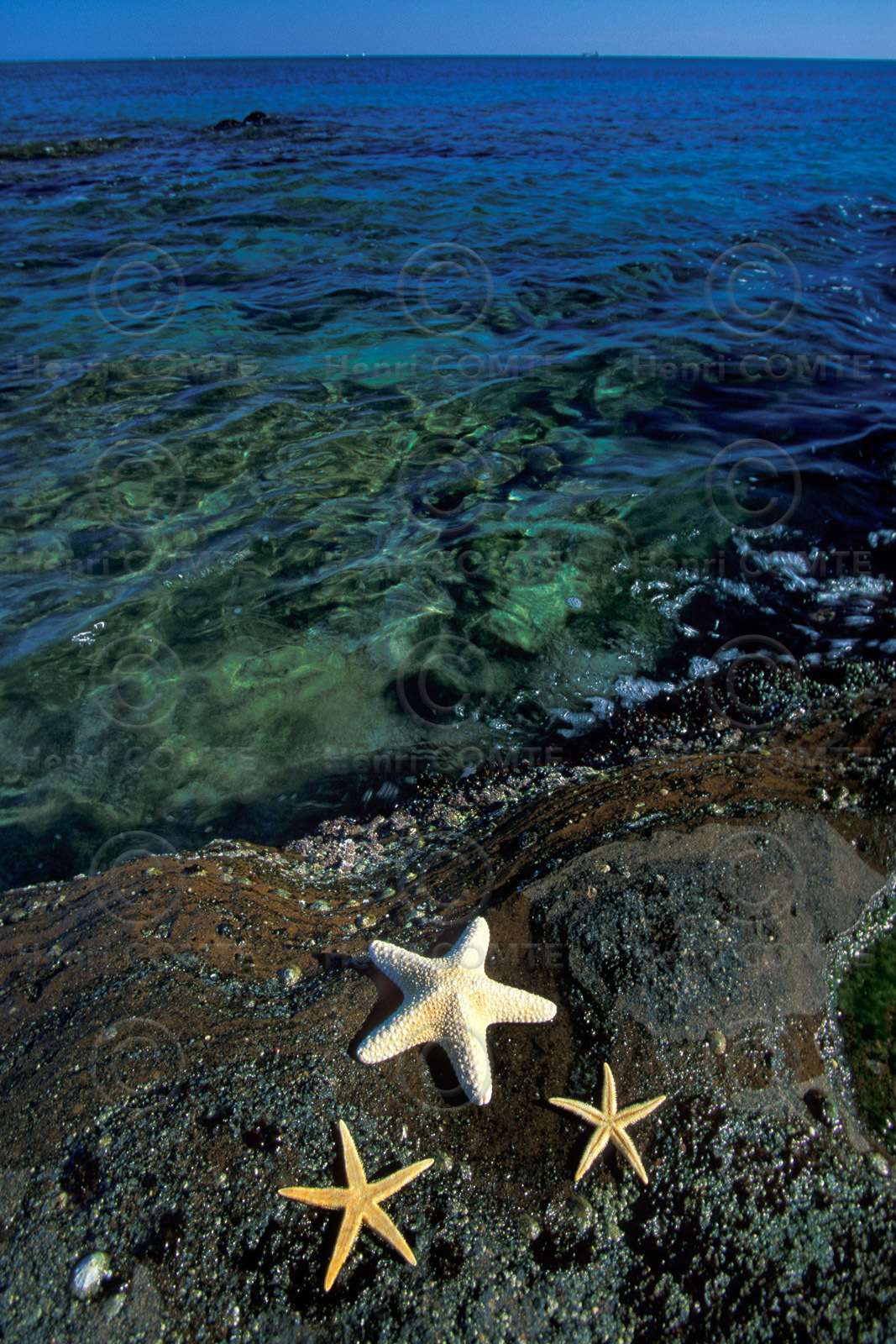 Etoiles de mer