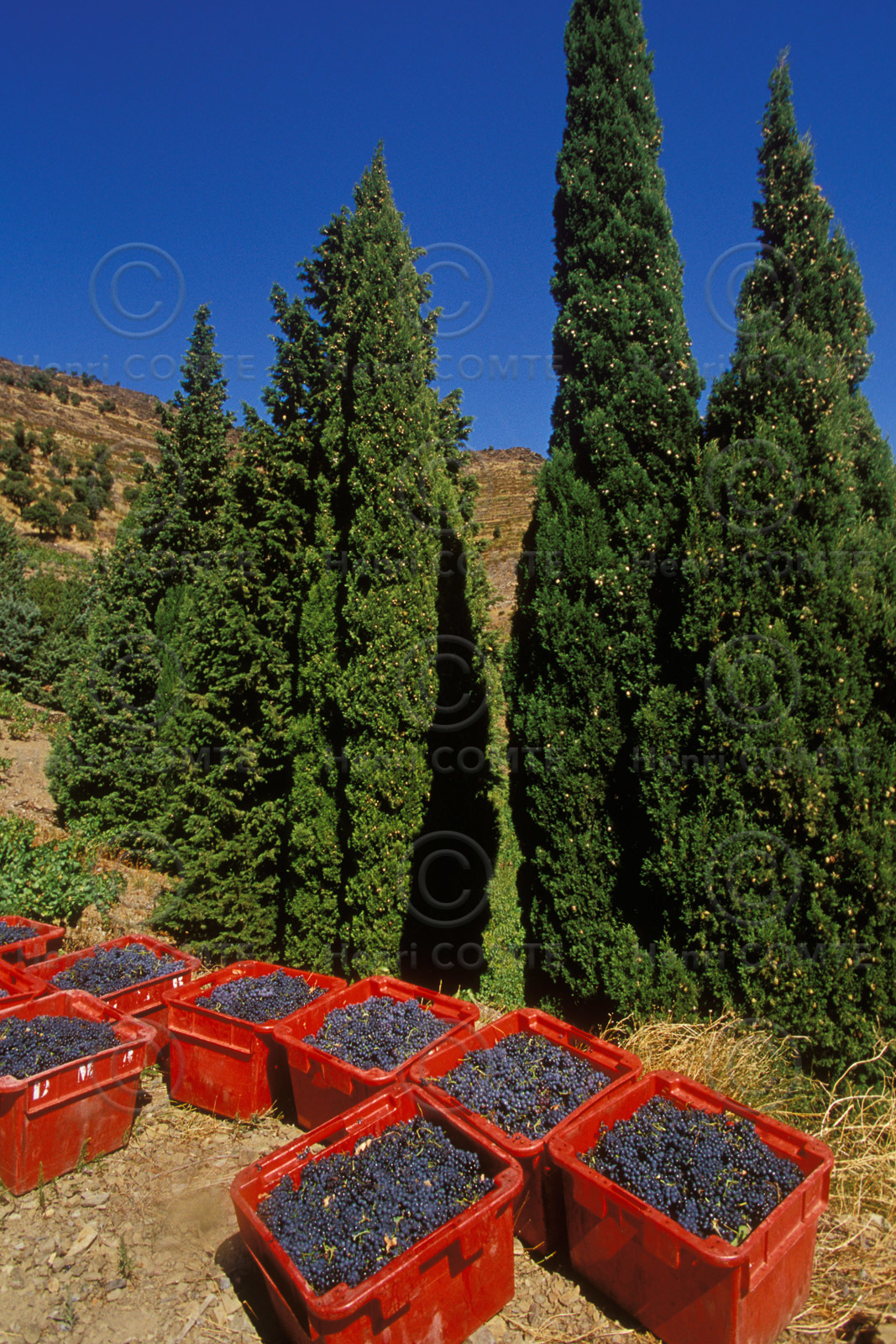 Vignoble du Roussillon