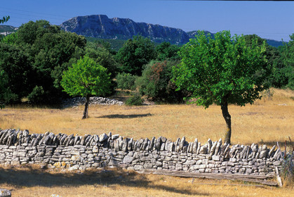 Pic Saint Loup