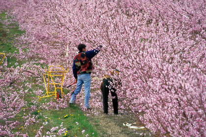 Pêchers en fleurs