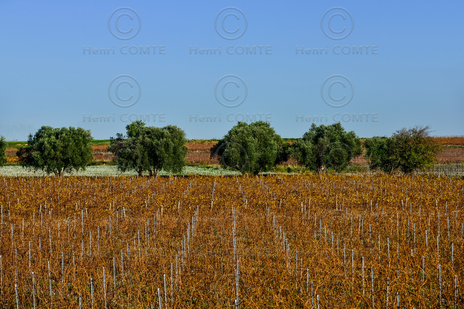 Vignes et Oliviers