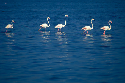 Flamants roses
