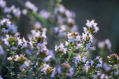 Fleurs de thym