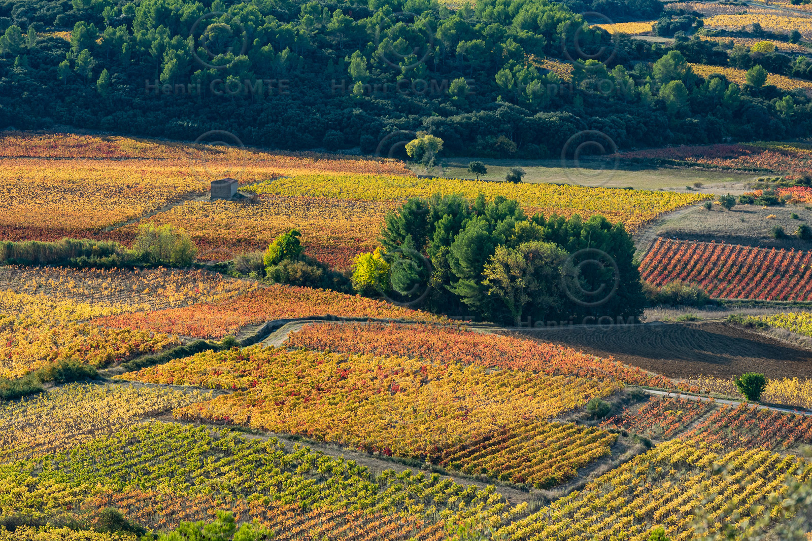 Vignoble de Montpeyroux