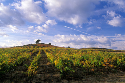 Vignoble de Faugeres