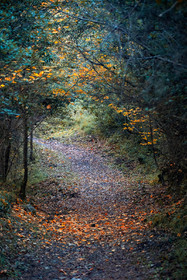 Paysage forestier