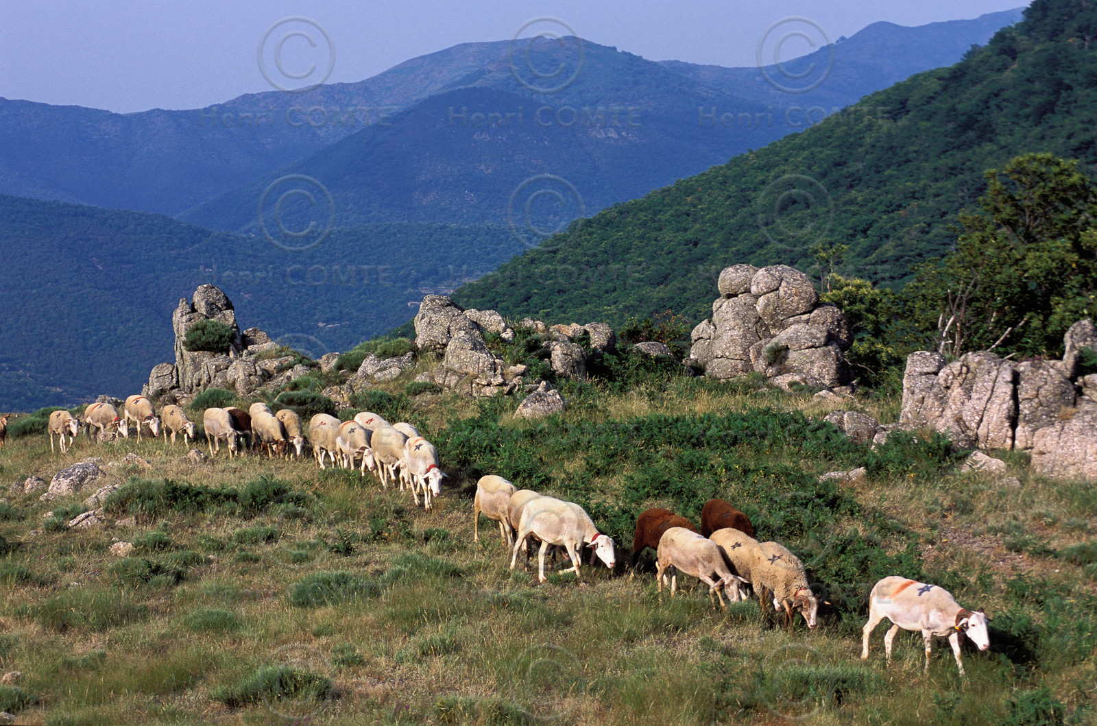 Transhumance en Cévennes