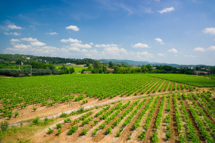 Vignes Cevennes