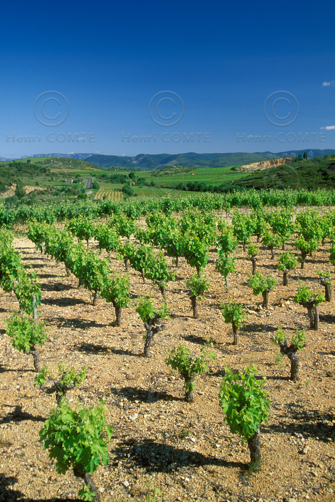 Vignoble Saint Chinian