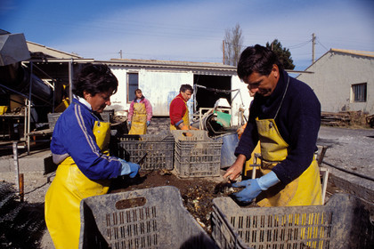Ostreiculture