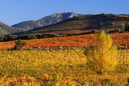 Vignoble Saint Chinian