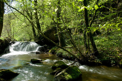 Torrent