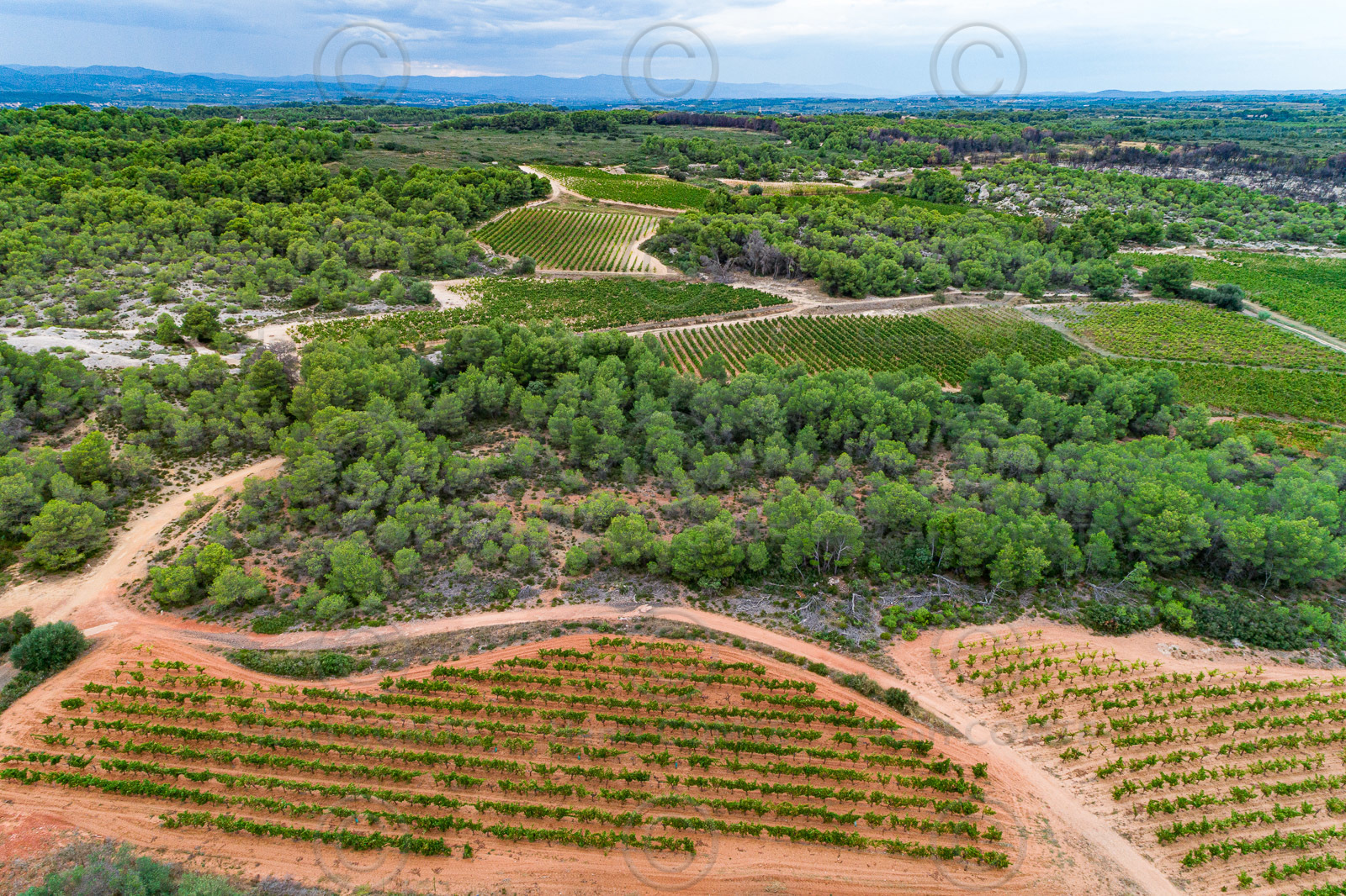Vignoble Picpoul Pinet
