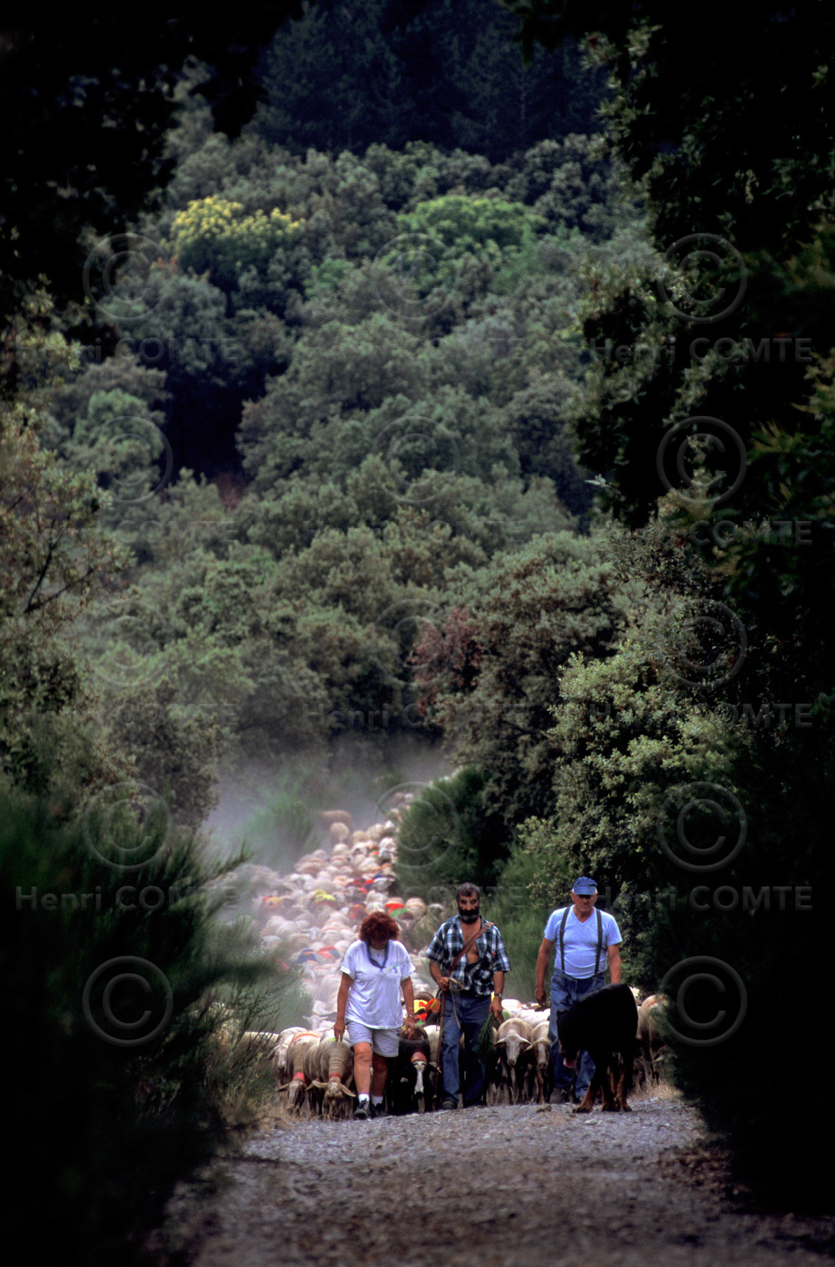 Transhumance en Cévennes