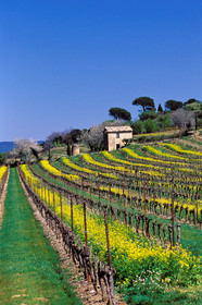 Vignoble - Hérault