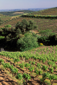 Vignoble de Faugeres