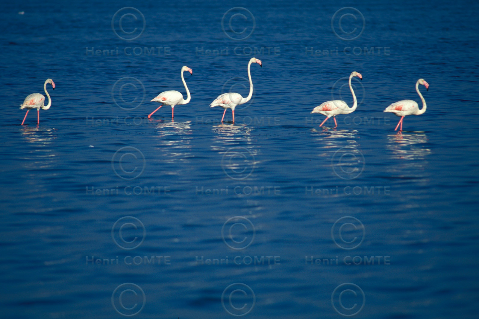 Flamants roses