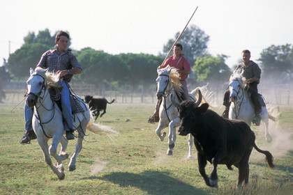 Bouvine en camargue