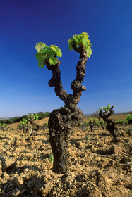 Pied de vigne
