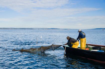 Pêche étang de thau