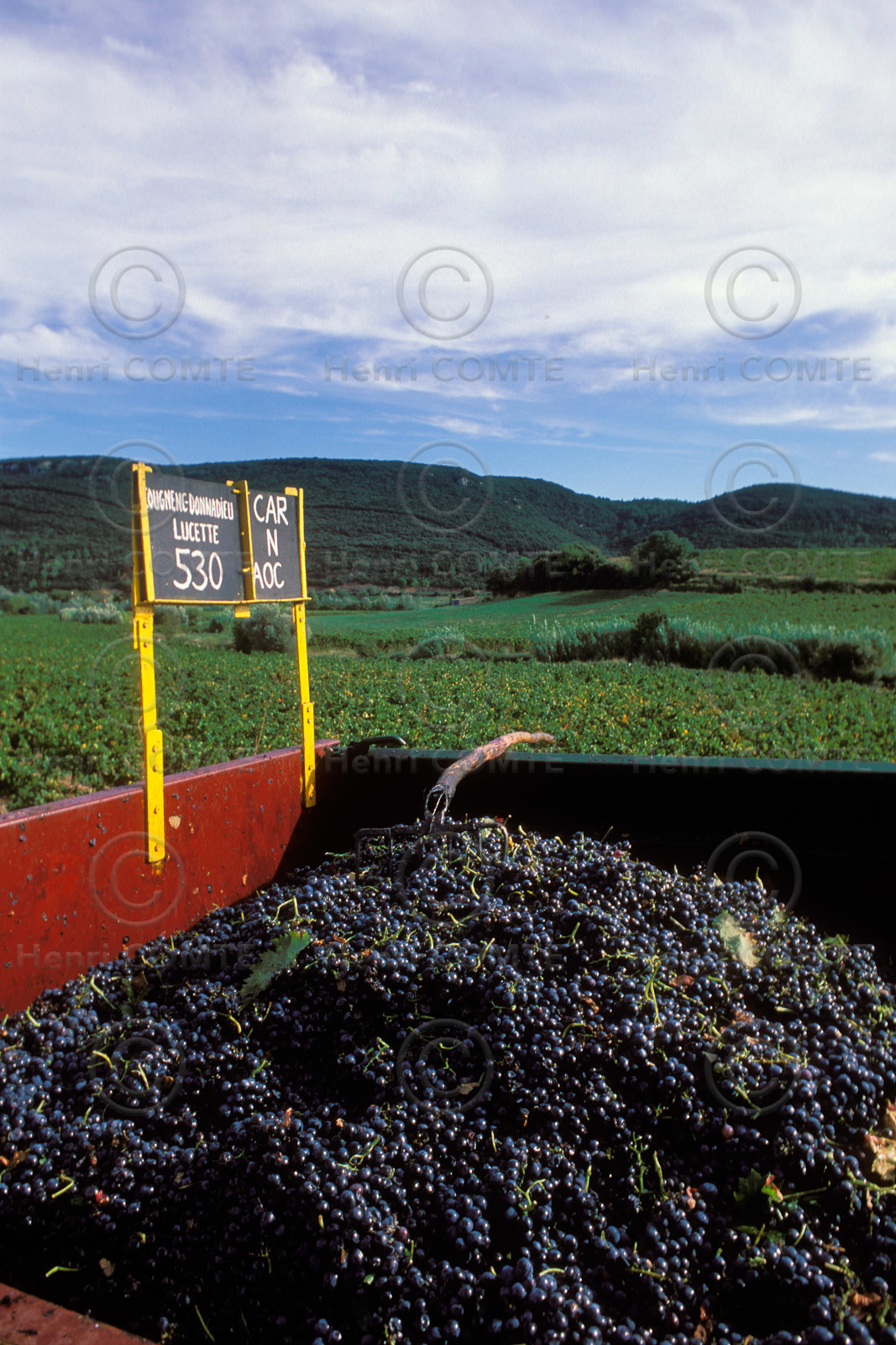 Vignoble Saint Chinian