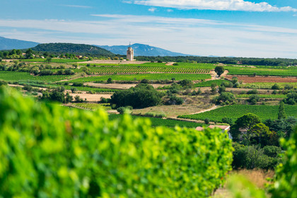 Vignes et Caux
