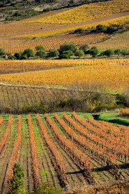 Vignoble de Faugeres