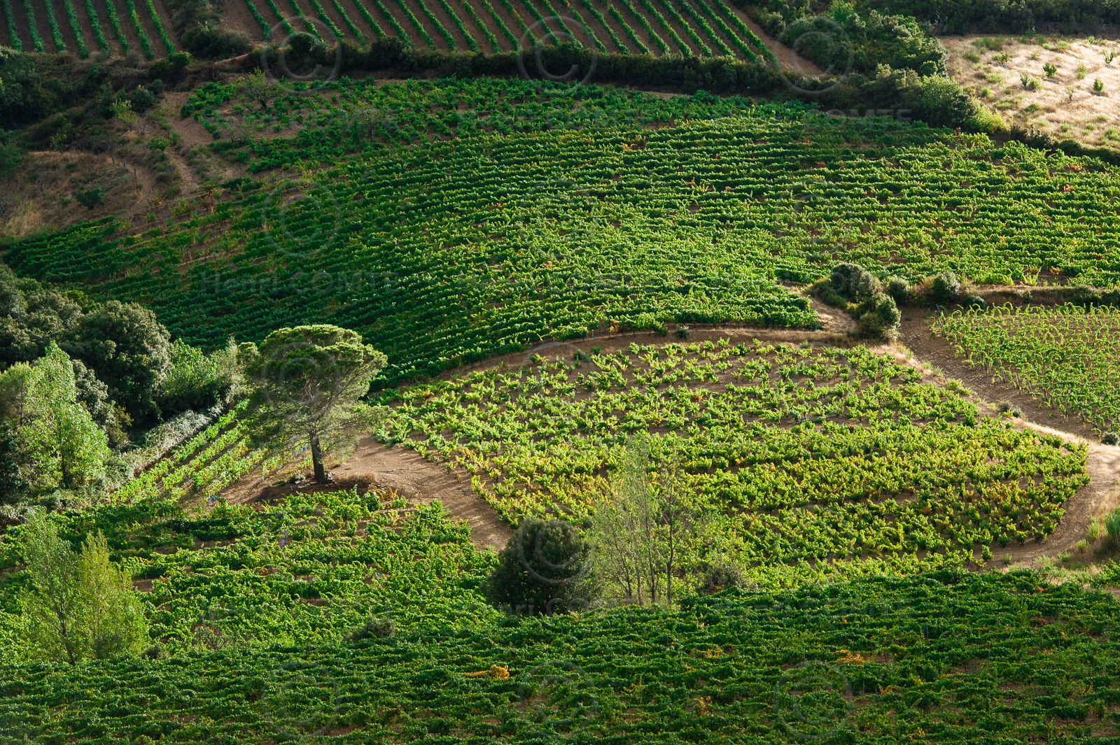 Vignoble Saint Chinian