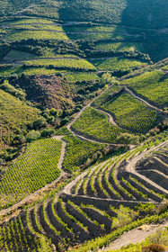 Vignoble Collioure Banyuls