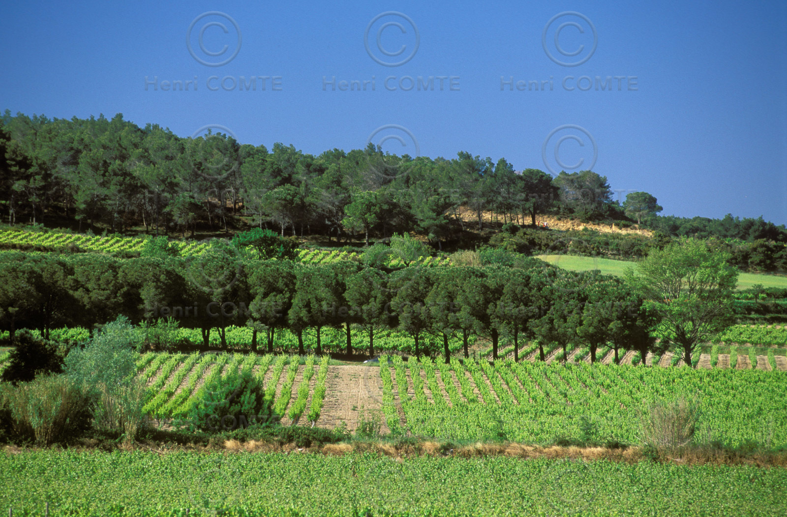Vignoble des Corbieres