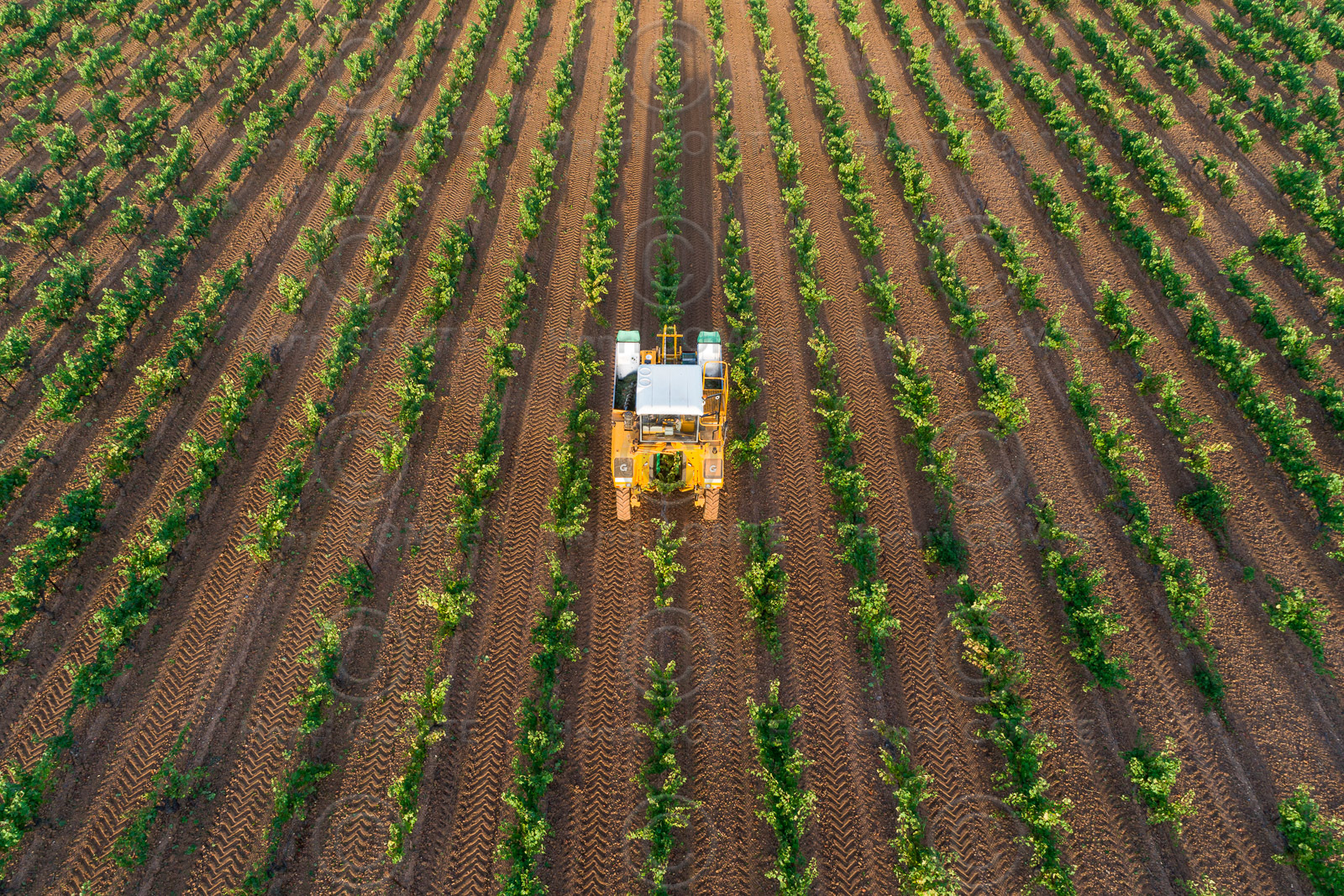 Vendange à la machine