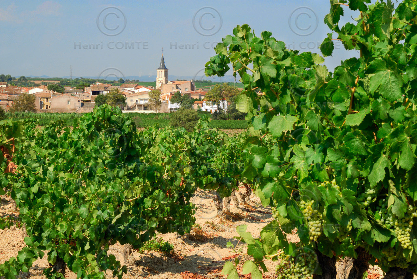 Vignoble de Pinet