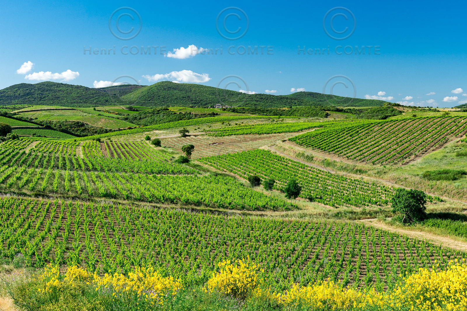 Vignoble de Faugères