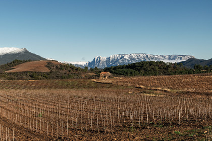 Vignes de Berlou en hiver - AOP Saint-Chinian - Les monts de l'Espinouse et le Caroux au loin - Herault