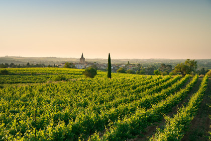 Vignes et clocher